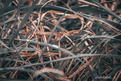 Full frame shot of dry plants on field