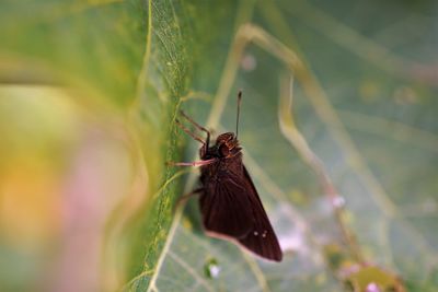 Close-up of butterfly on leaf