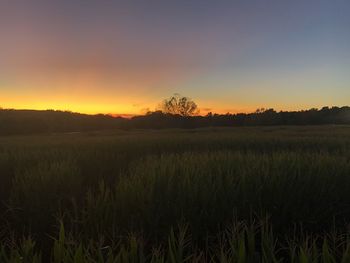 Scenic view of agricultural field against sky during sunset