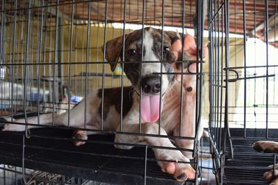 Portrait of dog in cage
