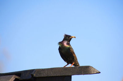 Low angle view of bird perching on wood against clear sky