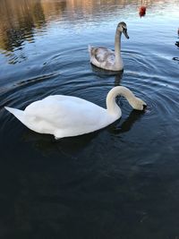 Swan swimming in lake