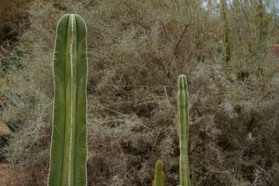 Close-up of cactus growing on field