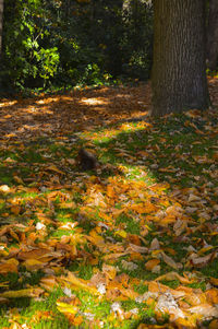 Autumn leaves on tree