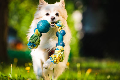 Dog running on field