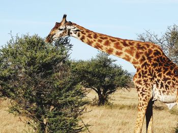 View of giraffe against sky