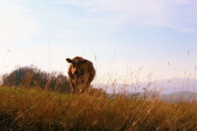 View of a cow on field
