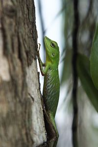 Close-up of a lizard on tree trunk