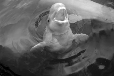 High angle view of turtle in sea