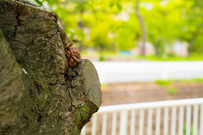 Close-up of lizard on tree trunk