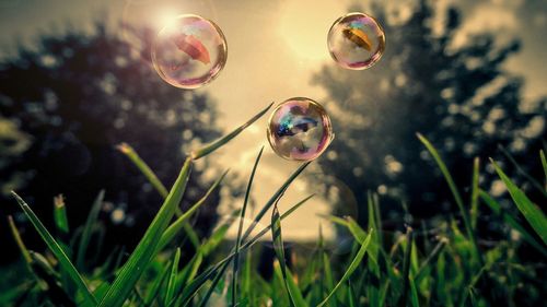 Close-up of bubbles in field