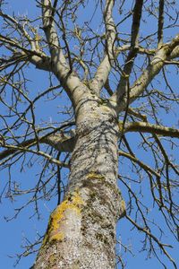 Low angle view of bare tree against clear blue sky