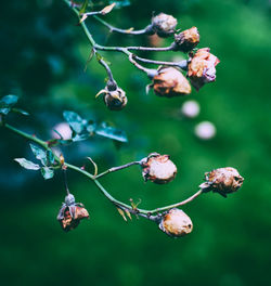 Close-up of flowering plants on tree