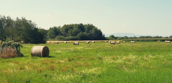 Hay bales on field against sky