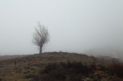Tree on field against sky