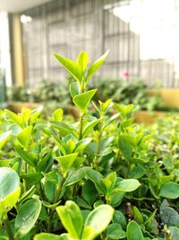 Close-up of plant growing in greenhouse