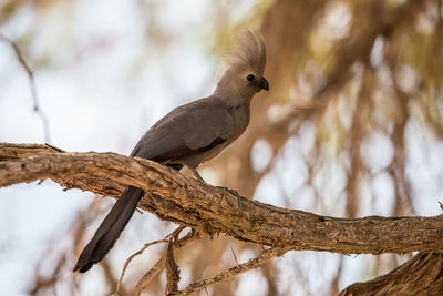 Close-up of bird perching on branch