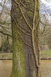 Close-up of bare tree against the sky