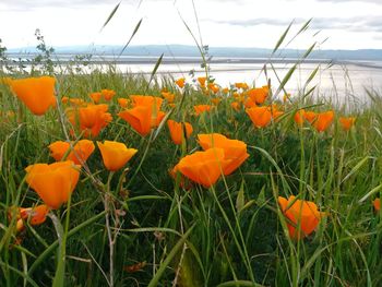 Close-up of orange plants on field against sky