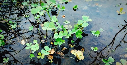 High angle view of lotus water lily