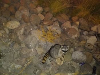 High angle view of lizard on rock