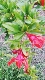 Close-up of plants