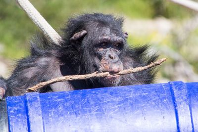 Close-up portrait of monkey