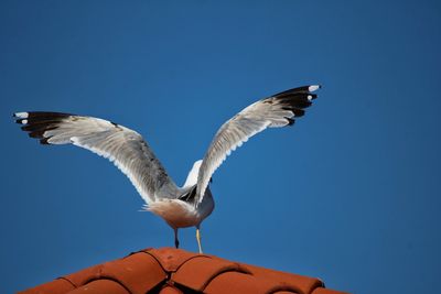 Low angle view of seagull flying