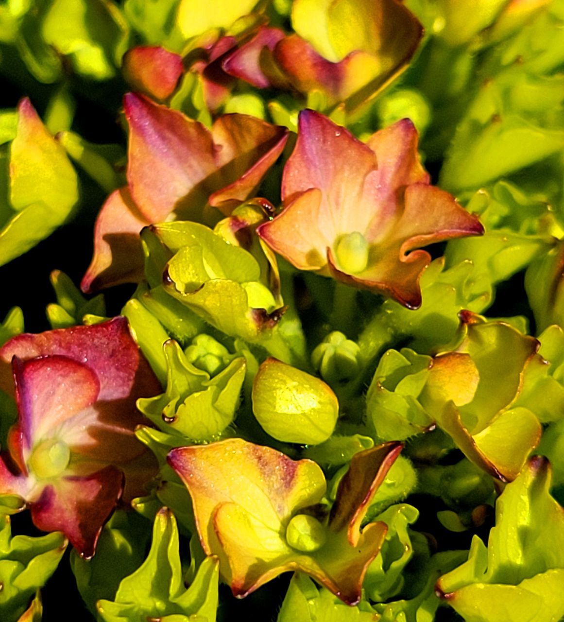 yellow, plant, flower, leaf, plant part, beauty in nature, nature, freshness, green, close-up, no people, flowering plant, growth, petal, macro photography, full frame, healthy eating, outdoors, food and drink, tree, food, backgrounds, blossom, fragility, flower head, shrub, autumn, day, vegetable