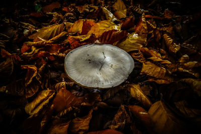 High angle view of autumn leaves