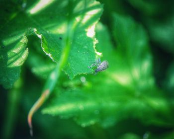 Close-up of insect on plant