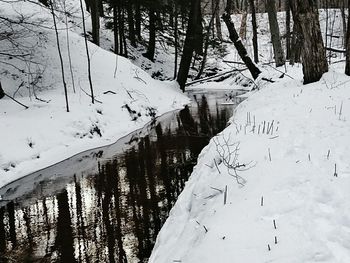 Bare trees in water