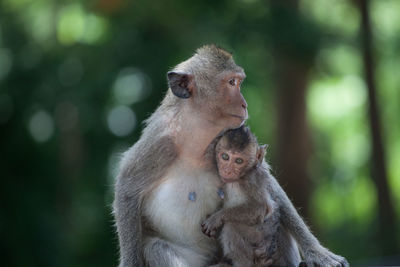 Cute monkeys in the forest
