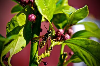 Close-up of hornet on berry plant