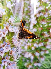 Close-up of butterfly on purple flower