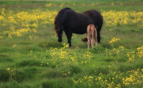 Horse on field