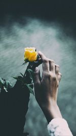 Close-up of hand holding yellow flower