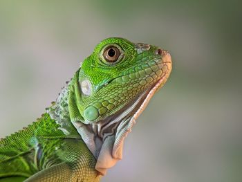 animal themes