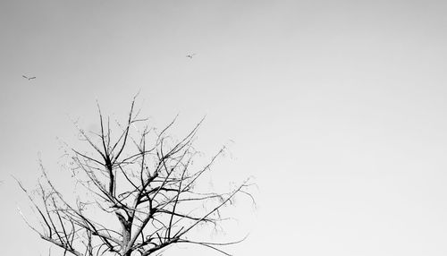 Low angle view of bird flying against clear sky