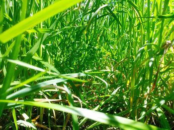 Close-up of fresh green grass in field