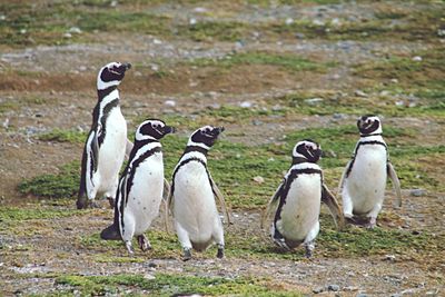 High angle view of penguins on shore