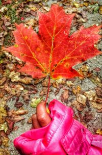 Close-up of maple leaves