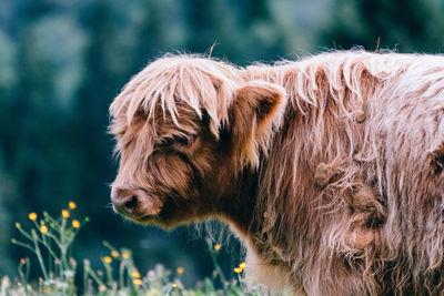 Close-up of a highland cattle 