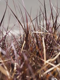 Close-up of plant growing on field