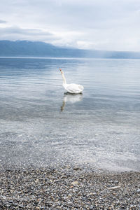 Swan in a sea