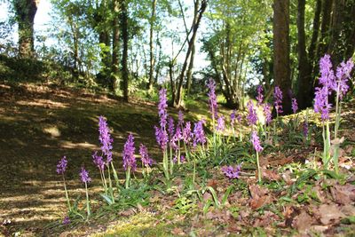 Purple flowers growing on tree against sky