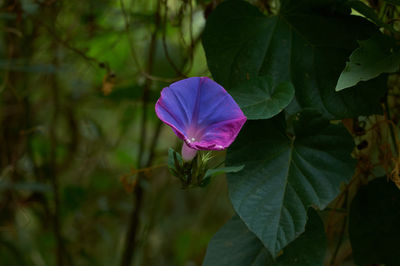 Close-up of purple flowering plant