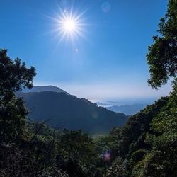Sun shining through trees