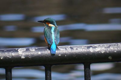 Close-up of bird perching on railing