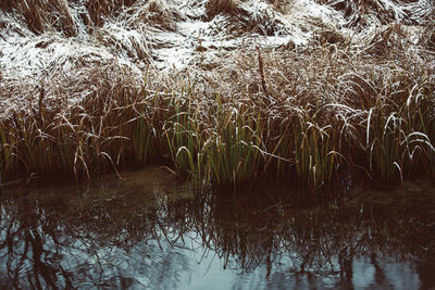 Scenic view of lake